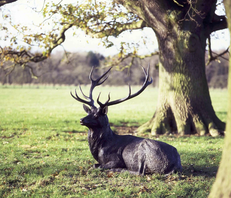 Stag