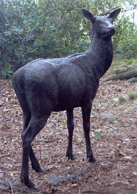Hind